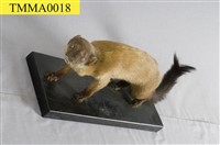 Formosan Yellow-throated Marten Collection Image, Figure 10, Total 12 Figures